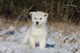 SIBERIAN HUSKY 757